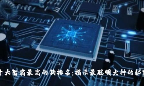 十大智商最高的狗排名:揭示最聪明犬种的秘密